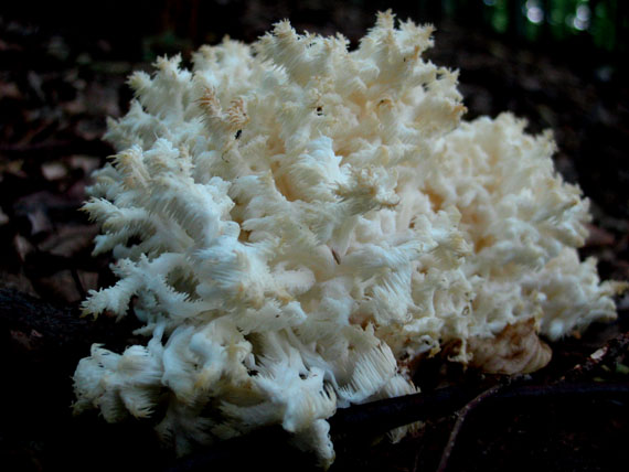 koralovec bukový Hericium coralloides (Scop.) Pers.