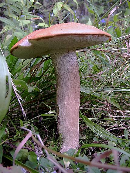 kozák osikový Leccinum albostipitatum den Bakker & Noordel.