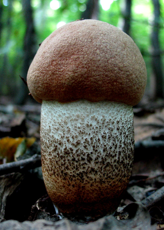 kozák dubový Leccinum aurantiacum (Bull.) Gray