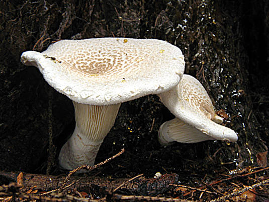 húževnatec Lentinus sp.