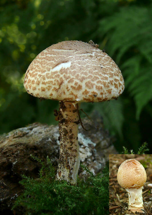 bedlička Lepiota sp.