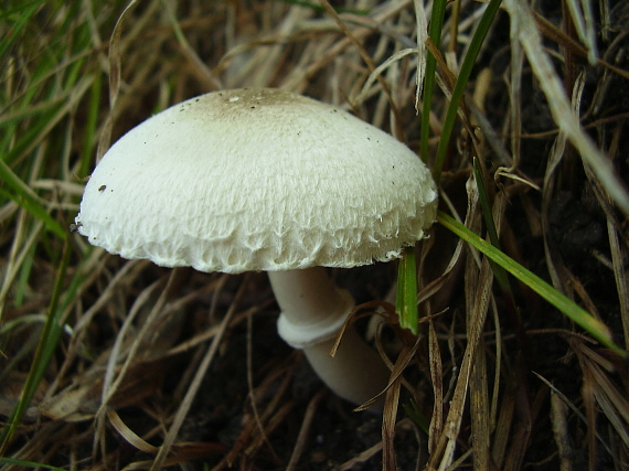 bedlica? Leucoagaricus macrorhizus?