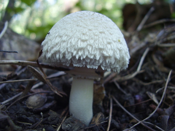 bedlica? Leucoagaricus macrorhizus?