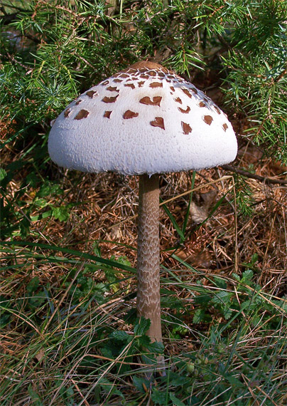 bedľa vysoká Macrolepiota procera (Scop.) Singer