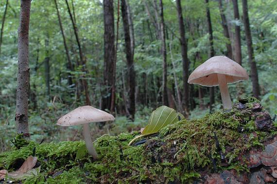 štítovka Pluteus sp.