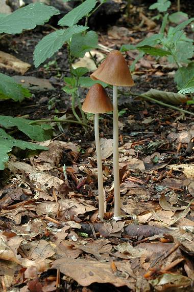 drobuľka Psathyrella sp.