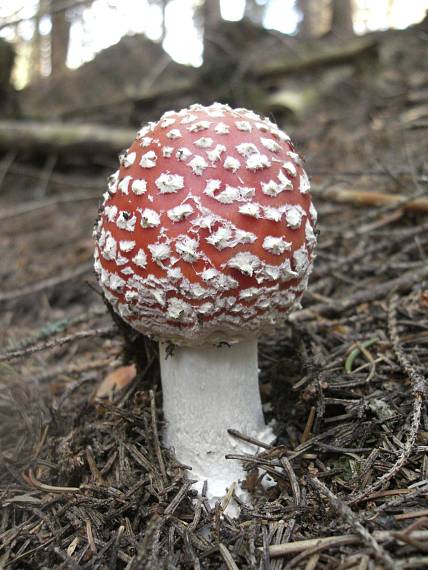 muchotrávka červená Amanita muscaria (L.) Lam.