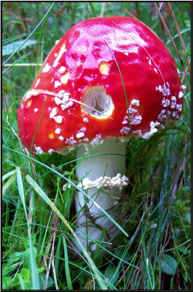 muchotrávka červená Amanita muscaria (L.) Lam.