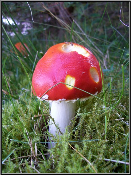 muchotrávka červená Amanita muscaria (L.) Lam.