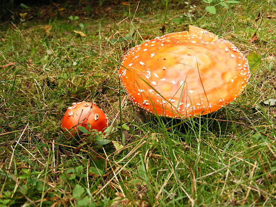 muchotrávka červená Amanita muscaria (L.) Lam.