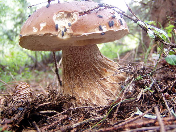 hríb smrekový Boletus edulis Bull.