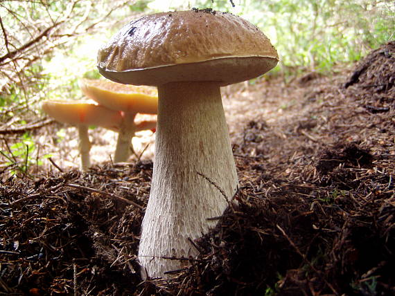 hríb smrekový Boletus edulis Bull.