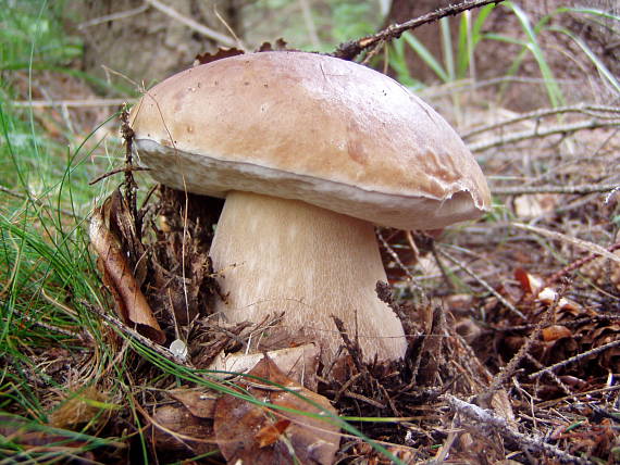 hríb smrekový Boletus edulis Bull.