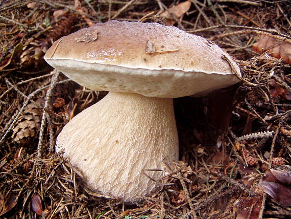 hríb smrekový Boletus edulis Bull.