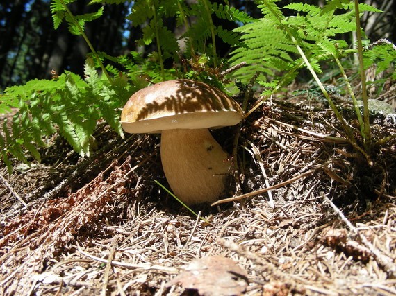 hríb smrekový Boletus edulis Bull.