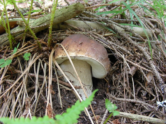 hríb smrekový Boletus edulis Bull.