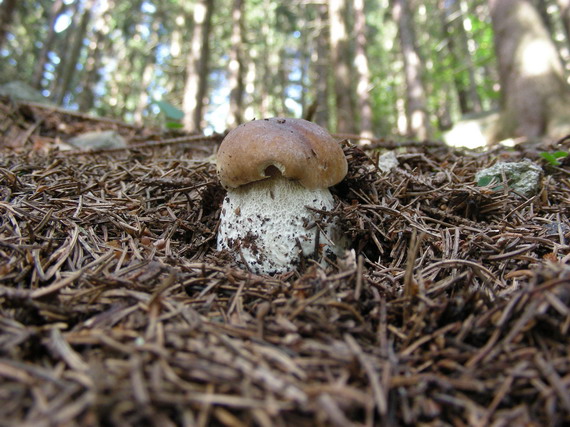 hríb smrekový Boletus edulis Bull.