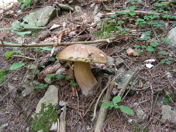 hríb smrekový Boletus edulis Bull.