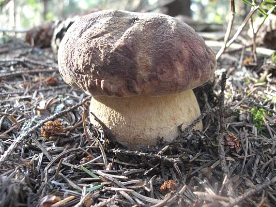 hríb sosnový Boletus pinophilus Pil. et Dermek in Pil.