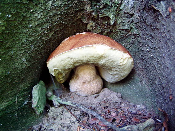 hríb dubový Boletus reticulatus Schaeff.