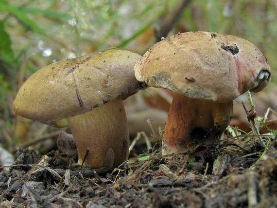 hríb modrejúci Cyanoboletus pulverulentus (Opat.) Gelardi, Vizzini & Simonini