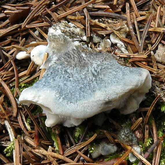 šťavnatec modrastý Cyanosporus caesius (Schrad.) McGinty