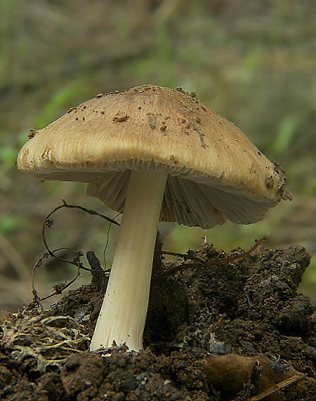 vláknica Inocybe sp.