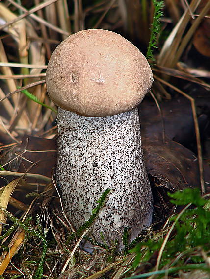 kozák topoľový Leccinum duriusculum (Schulzer ex Kalchbr.) Singer