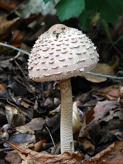 bedľa vysoká Macrolepiota procera (Scop.) Singer