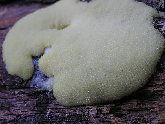 pazderka hnedá Myxomycetes