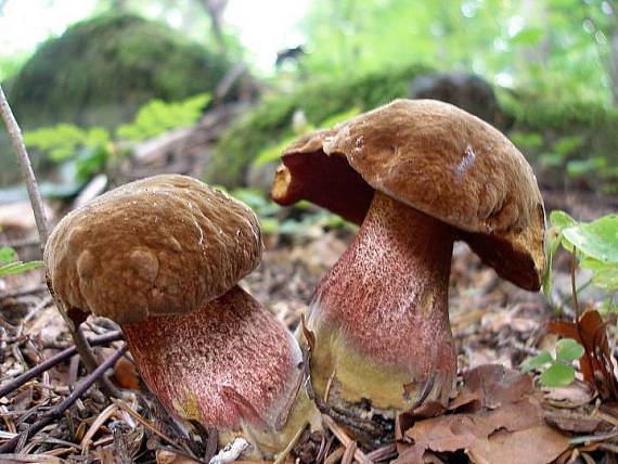 hríb zrnitohlúbikový Sutorius luridiformis (Rostk.) G. Wu & Zhu L. Yang