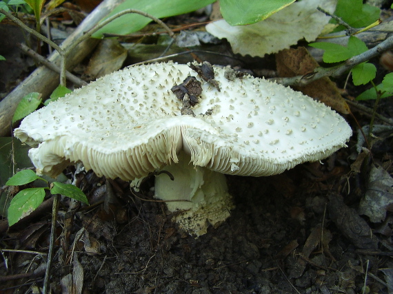 muchotrávka ostnatá Amanita echinocephala (Vittad.) Quél.