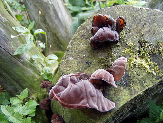 uchovec bazový Auricularia auricula-judae (Bull.) Quél.