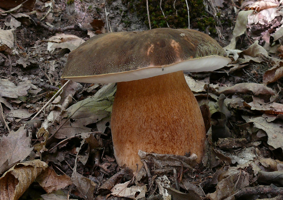 hríb bronzový Boletus aereus Bull. ex Fr.