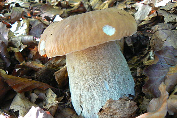 hríb smrekový Boletus edulis Bull.