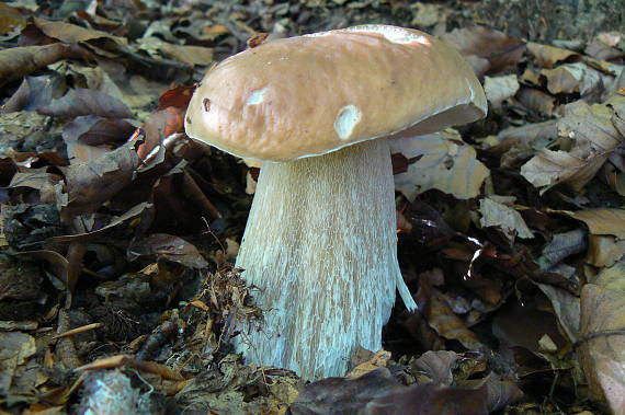 hríb smrekový Boletus edulis Bull.