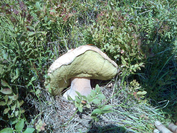 hríb smrekový Boletus edulis Bull.