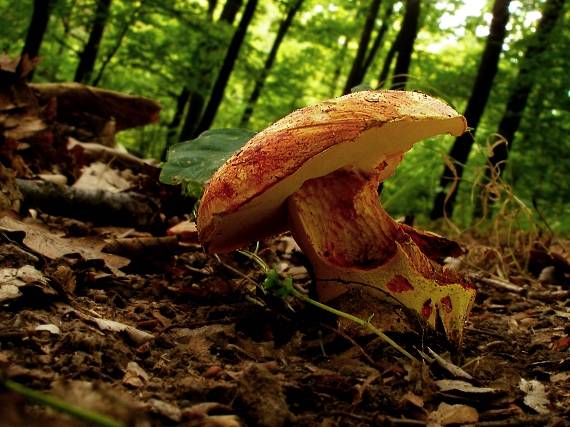 hríb Boletus sp.