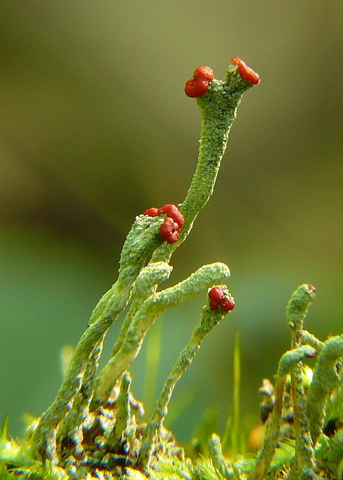 dutohlávka červenoplodá Cladonia macilenta