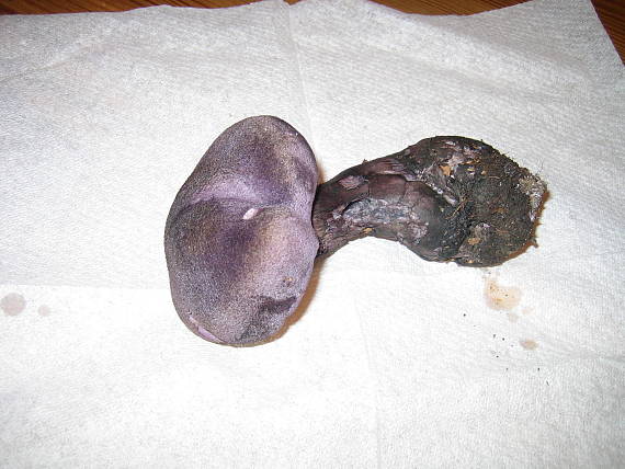 pavučinovec Cortinarius sp.