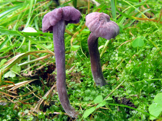 lakovka ametystová Laccaria amethystina (Huds.) Cooke