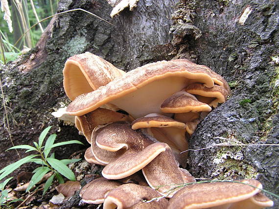 vejárovec obrovský Meripilus giganteus (Pers.) P. Karst.