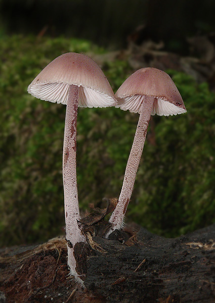 prilbička krvavomliečna Mycena haematopus (Pers.) P. Kumm.