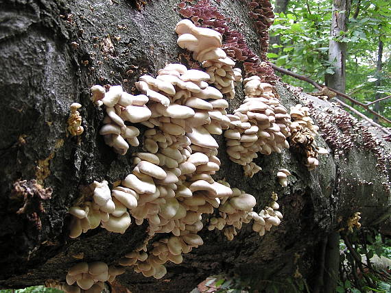 hliva buková Pleurotus pulmonarius (Fr.) Quél.