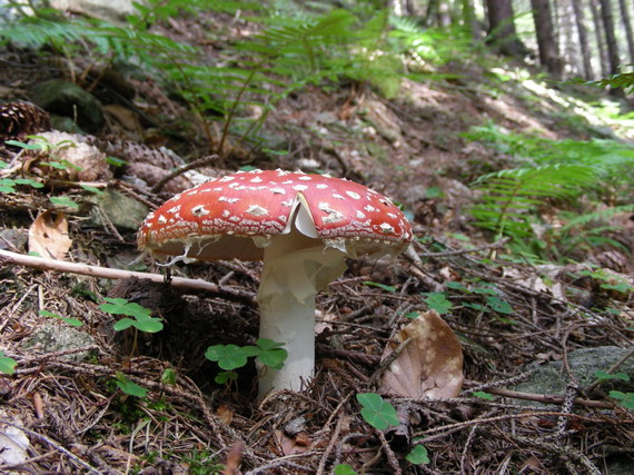 muchotrávka červená Amanita muscaria (L.) Lam.