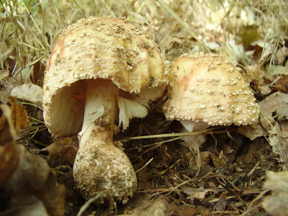 muchotrávka červenkastá Amanita rubescens Pers.