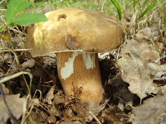 hríb bronzový Boletus aereus Bull. ex Fr.