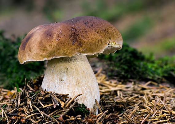 hríb smrekový Boletus edulis Bull.