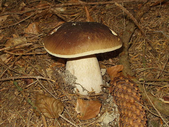 hríb smrekový Boletus edulis Bull.