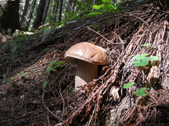 hríb smrekový Boletus edulis Bull.